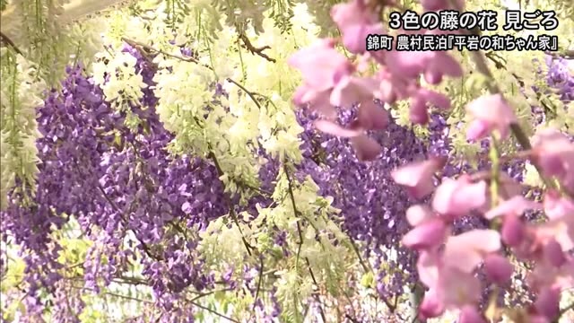 紫と白、ピンクの３色の藤の花が球磨郡錦町の民宿で見頃【熊本】