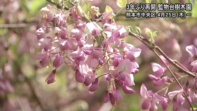 ３年ぶりに再開する熊本城内にある監物台樹木園でフジの花が咲く【熊本】