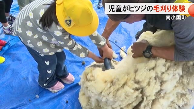 子どもたちがヒツジの毛刈りに挑戦【熊本】