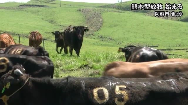 妊娠中の繁殖牛を阿蘇の牧草地に放牧する『熊本型...