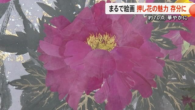 サクラやボタンなど季節の花々　押し花を集めた展示会【熊本】