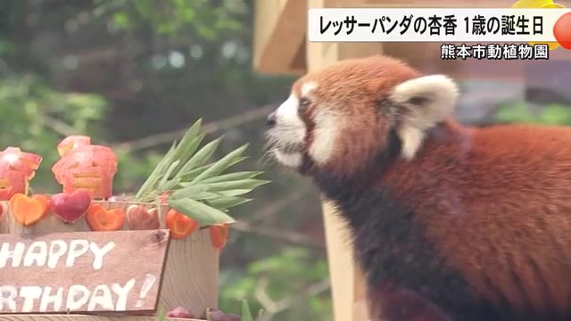 熊本市動植物園のレッサーパンダ・杏香が１歳の誕生日【熊本】
